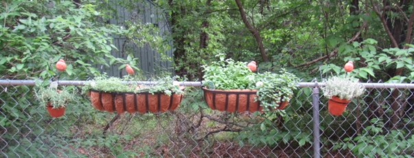 Herbs on fence