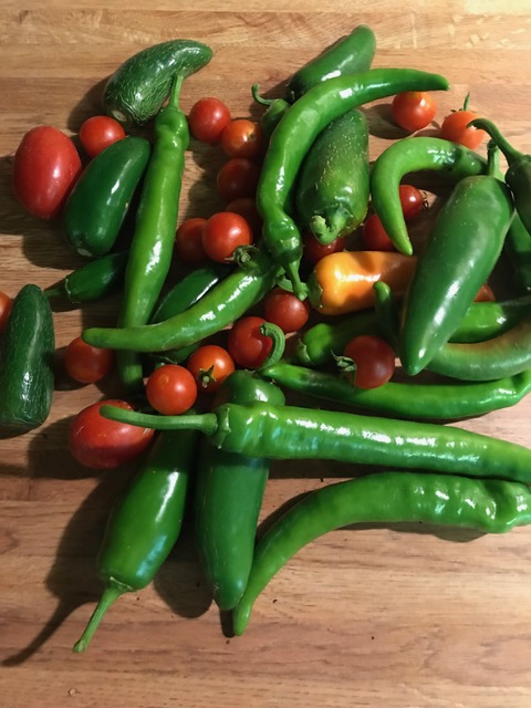 Brad's first harvest