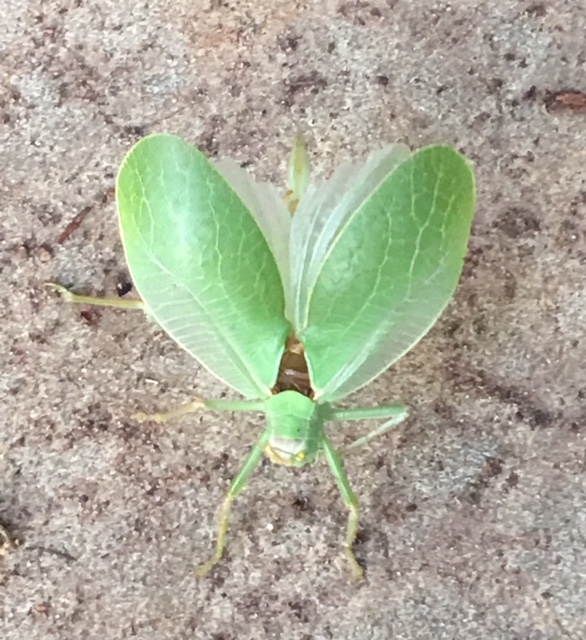 Fascinating Creature