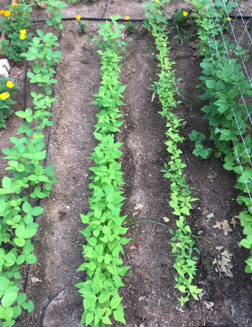 Bean rows
