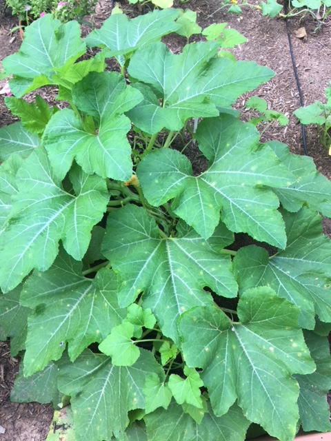 more mature pumpkin