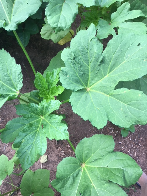 okra