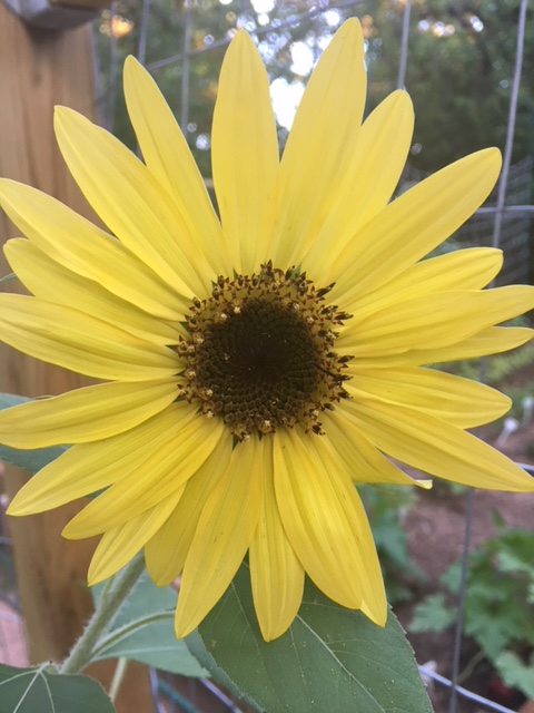 sunflower