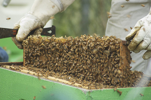 3687654950_c1d8d937f5_z