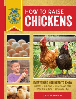 raise chickens