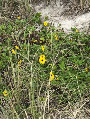 Beach Sunflower