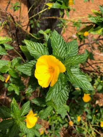 Turnera Ulmifolia